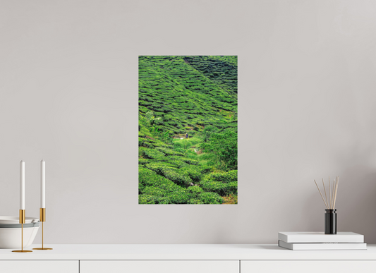 Cameron Highlands, Malaysia