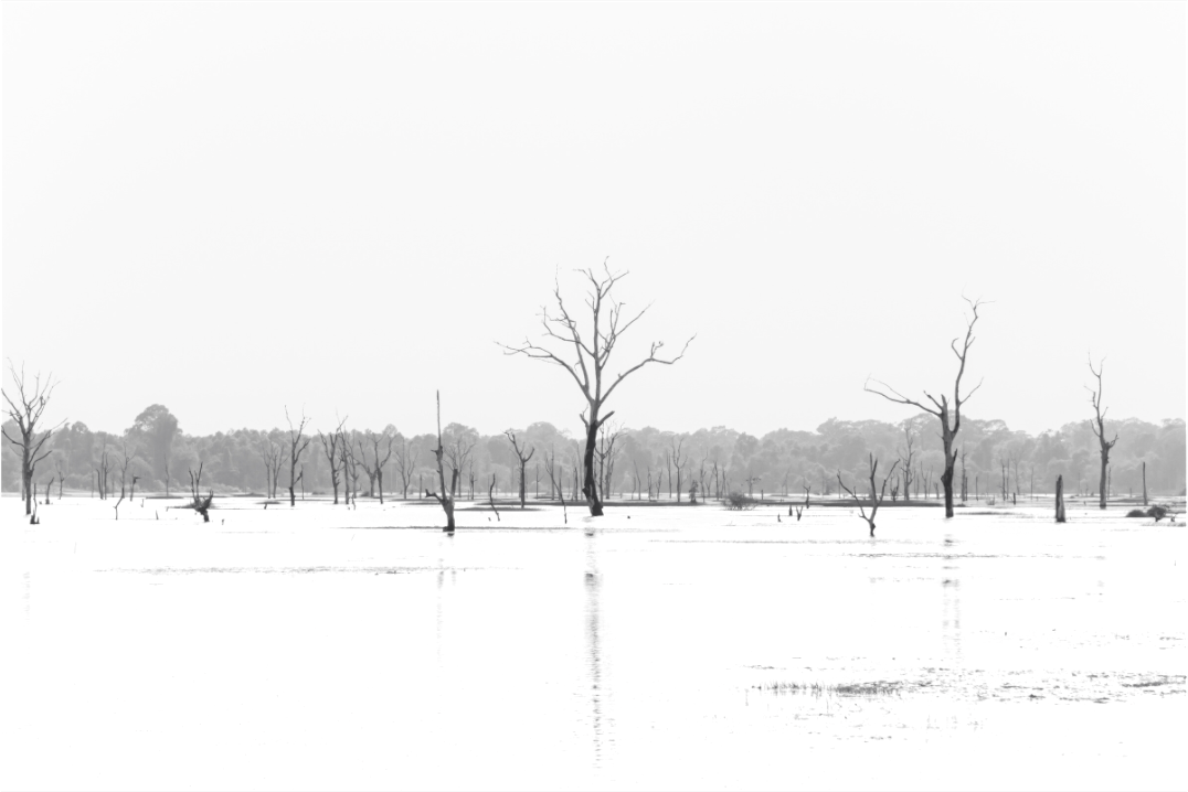 Siem Reap treeline - Black & White