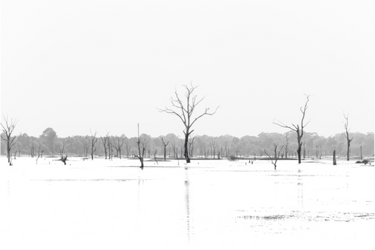 Siem Reap treeline - Black & White