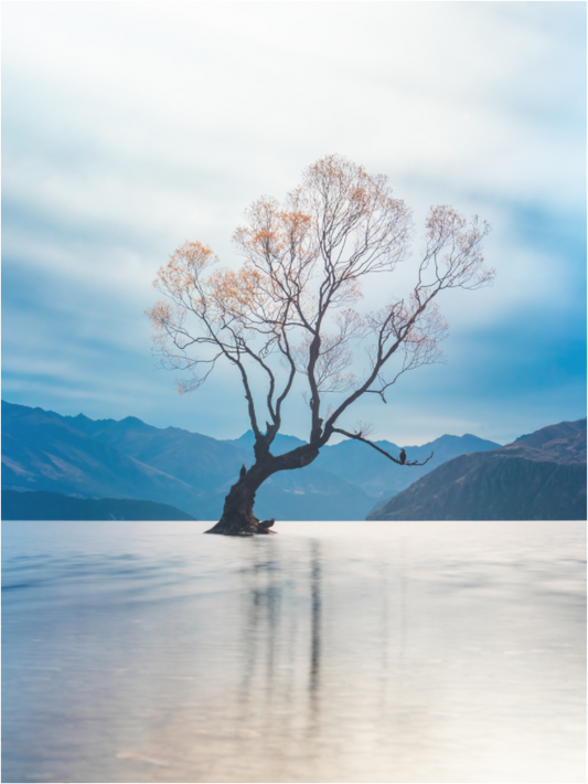 Wanaka Tree