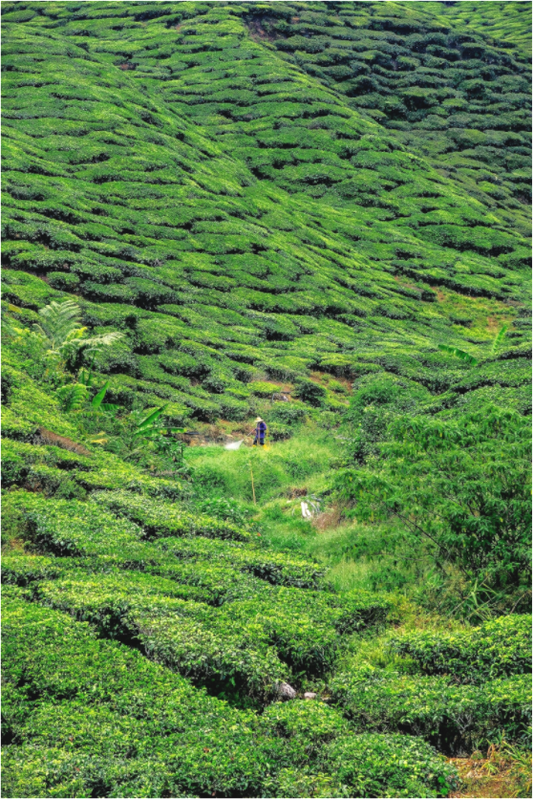 Cameron Highlands, Malaysia